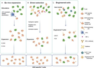 Is It Feasible to Use CMV-Specific T-Cell Adoptive Transfer as Treatment Against Infection in SOT Recipients?